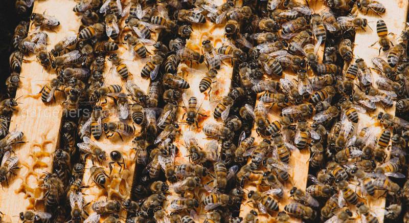 Как пчелы отапливают улей?