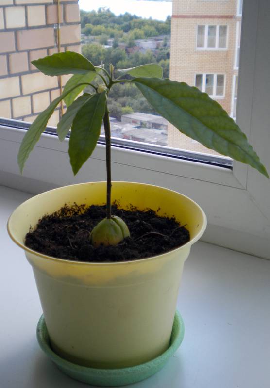Выращивание авокадо