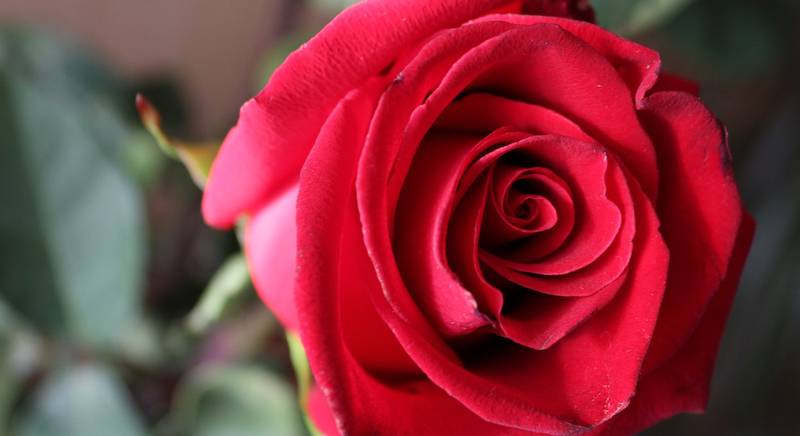 Чим можуть бути корисні троянди? Унікальні рецепти і незвичайні способи зберігання