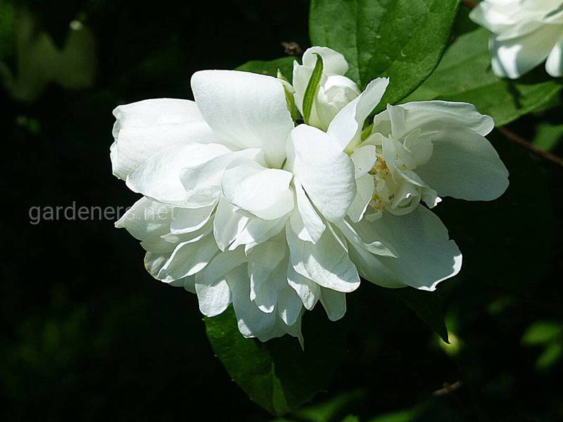 Жасмин - король цветов, из которого делают одно из самых ценных  эфирных масел