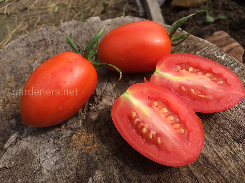 Как правильно собрать семена томатов на следующий год?