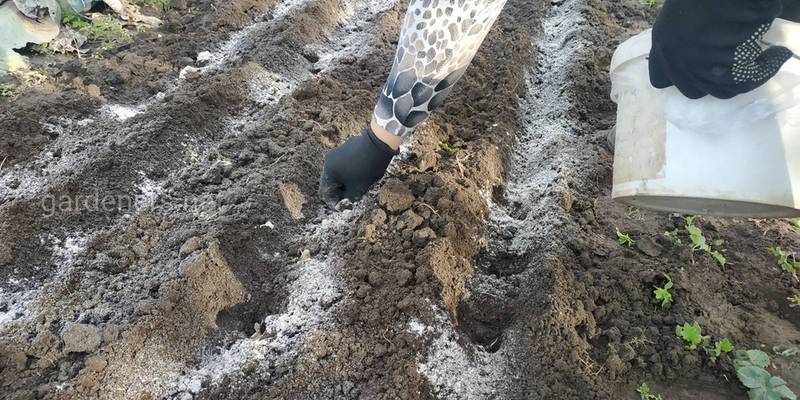 Как правильно подготовить почву для посадки чеснока?