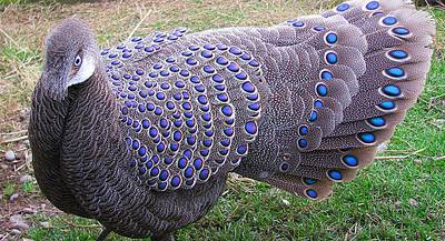 Птица Малайский павлиний фазан