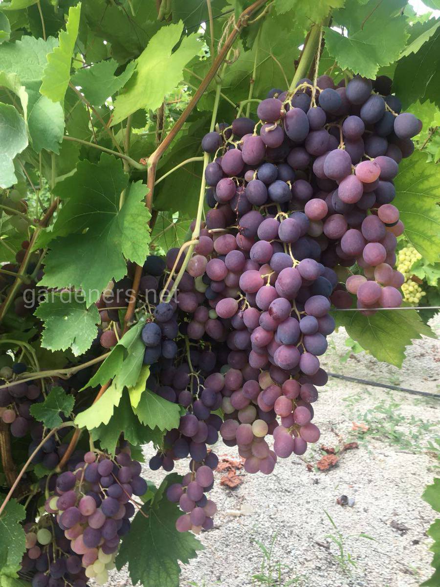 Застосування біологічно активних препаратів на виноградних насадженнях