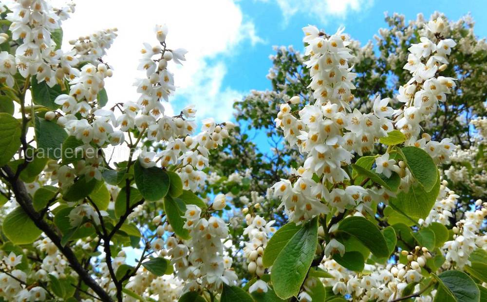 Styrax hemsleyana