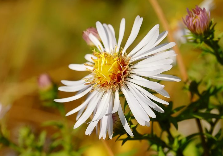 Астра ромашковая