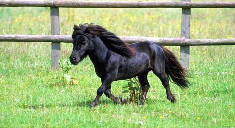 Меньше пони: правила содержания карликовых лошадок