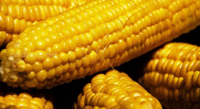 ТОП-5 рецептів заготівель кукурудзи на зиму
