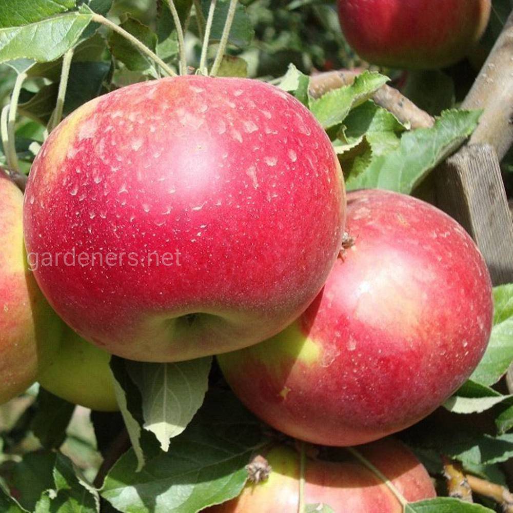 Сорт яблук «Айдаред»