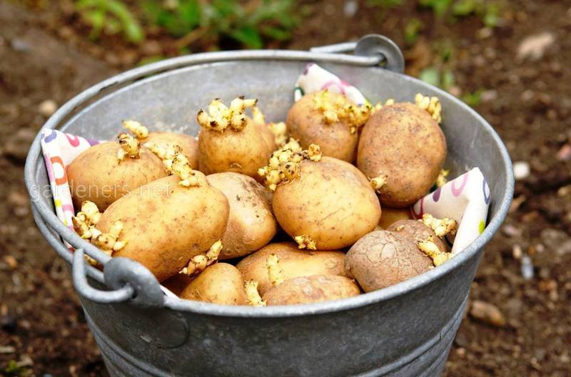 Ознаки неякісної картоплі