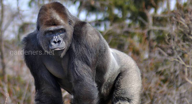 6 фактов про горилл!
