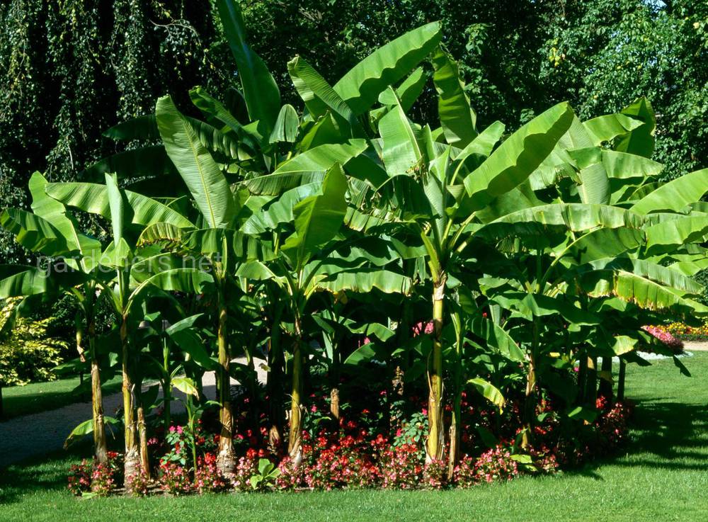 банан басё в саду