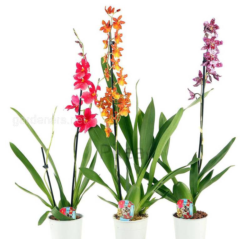 Орхидея Камбрия 