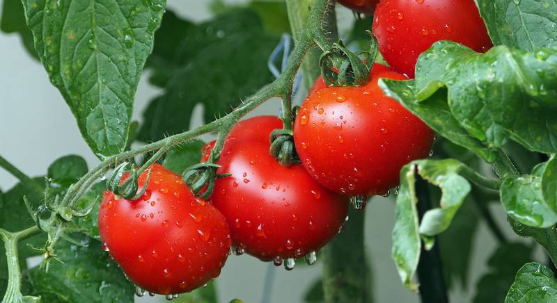 Секрети правильного підживлення томатів. Коли та які вносити добрива?