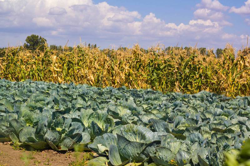 Яка агротехніка виробнитва кормової капусти?