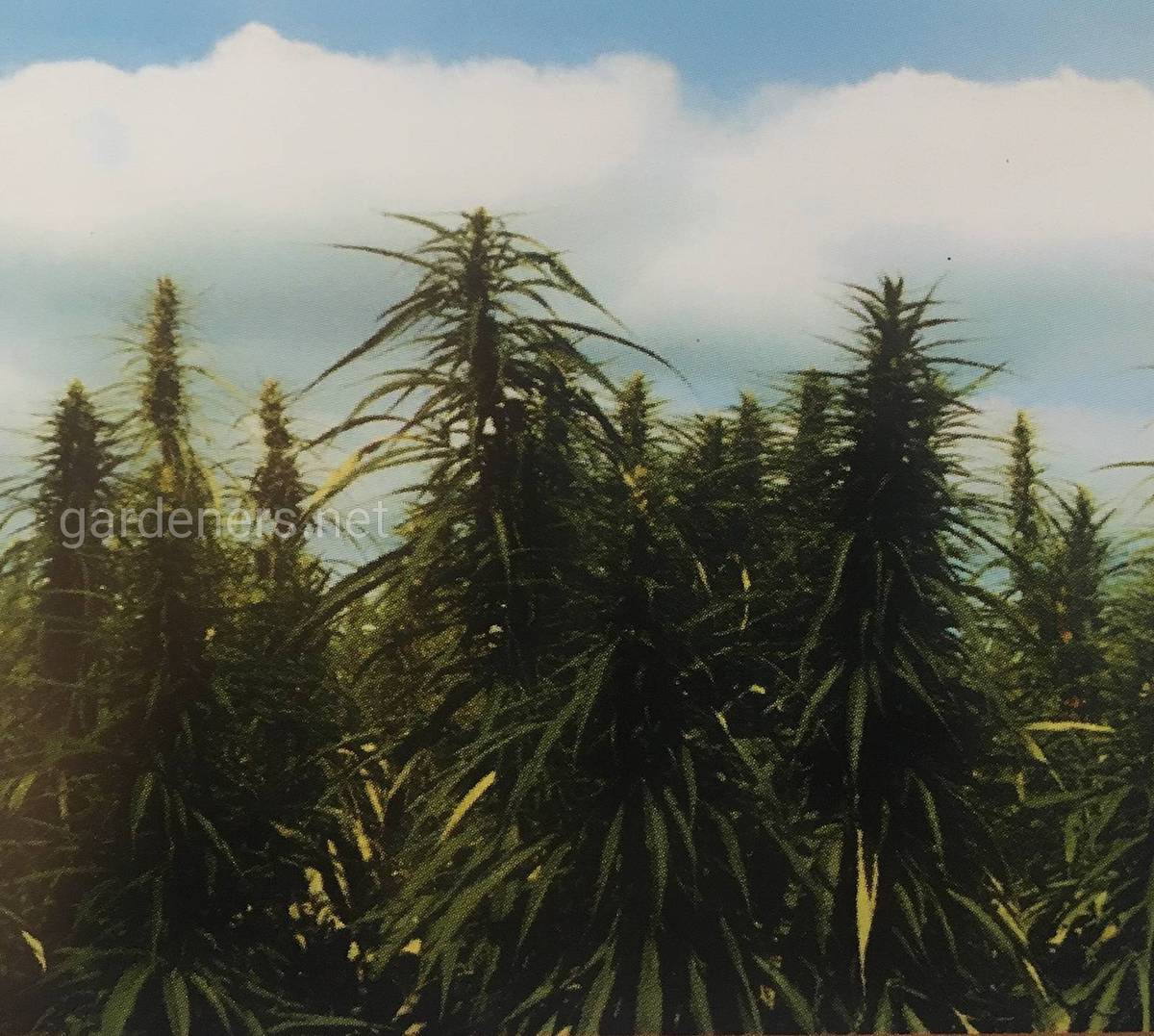 Конопля в огороде как ухаживать выращивание марихуаны на органике по методам сомы