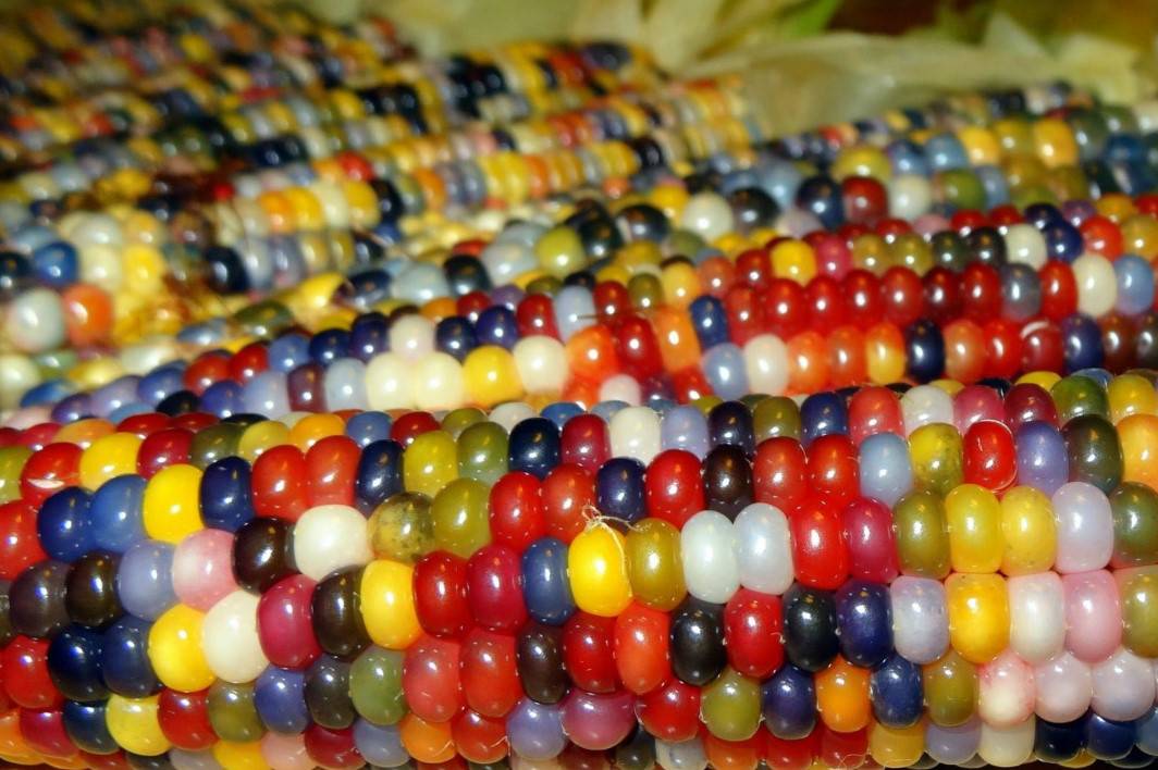 Разноцветная кукуруза 