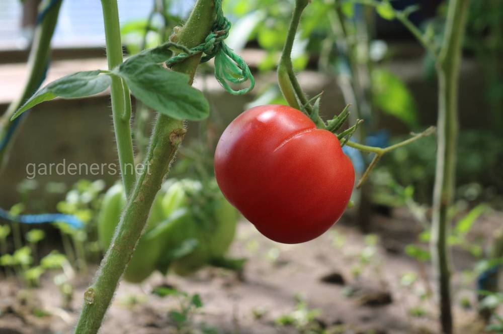 Заходи захисту томатів