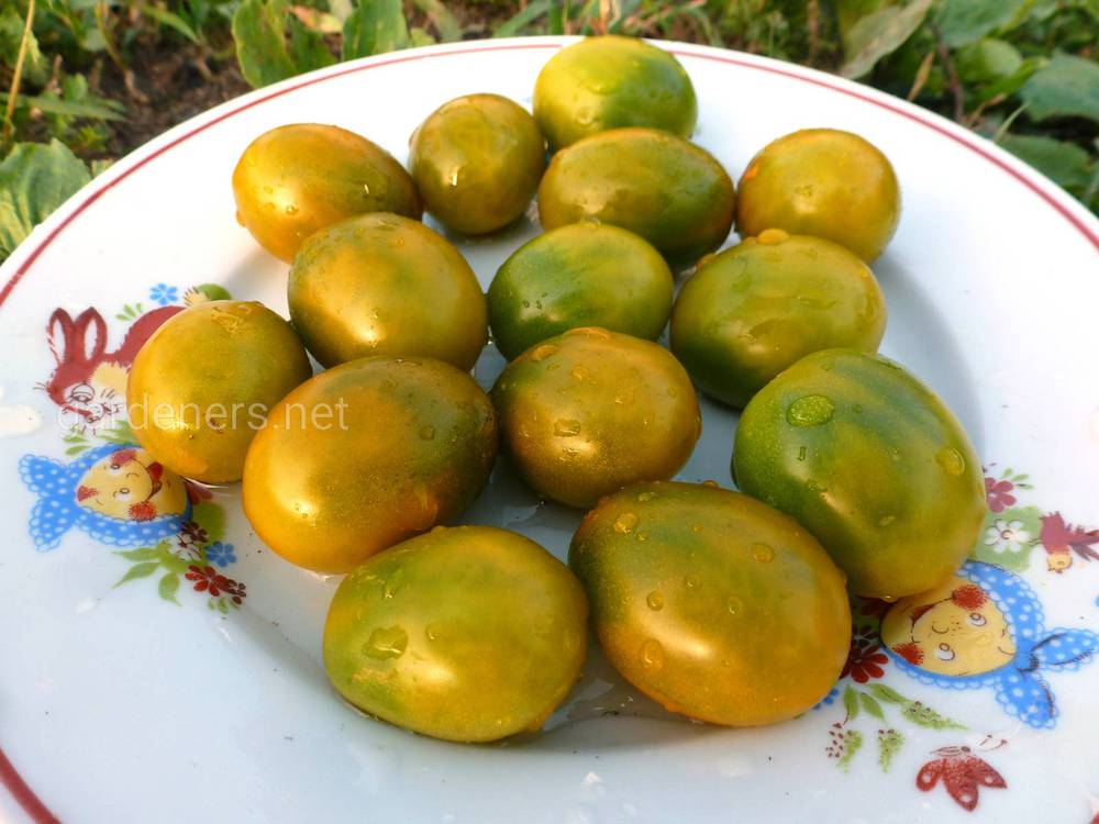 Сорт томата “Зеленая жемчужина”