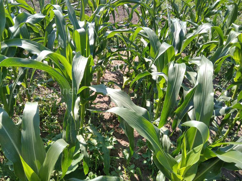 Органическая кукуруза - посев и борьба с сорняками