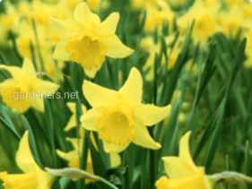 Нарцис - національна квітка Уельсу. Вирощування та розможення!