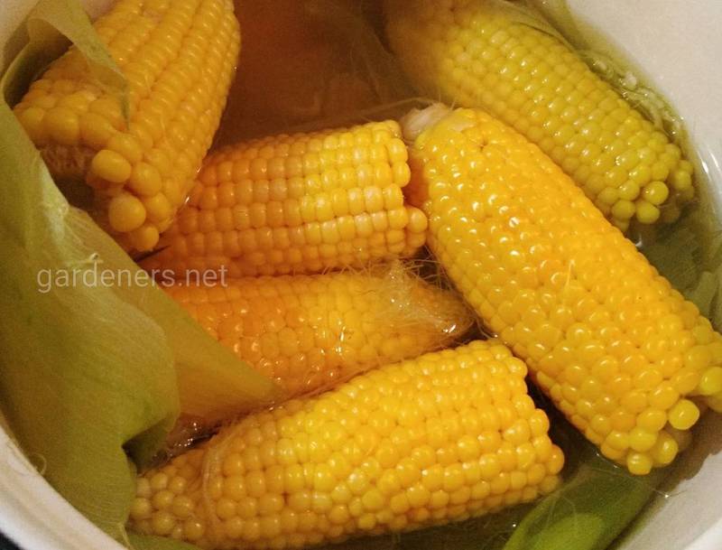 Чому не варто часто вживати кукурудзяний сироп