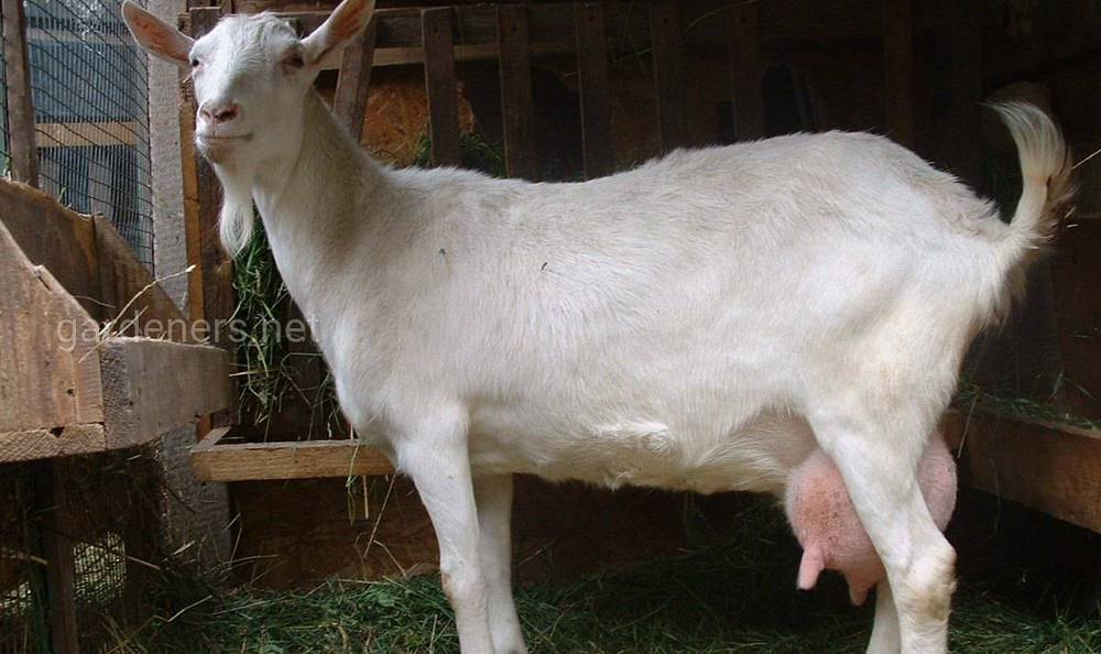 Подготовка к дойке коз