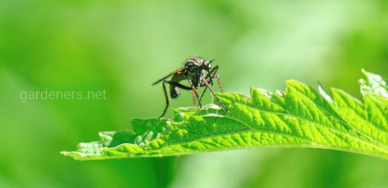 Как избавиться от комаров с помощью трав и растений?