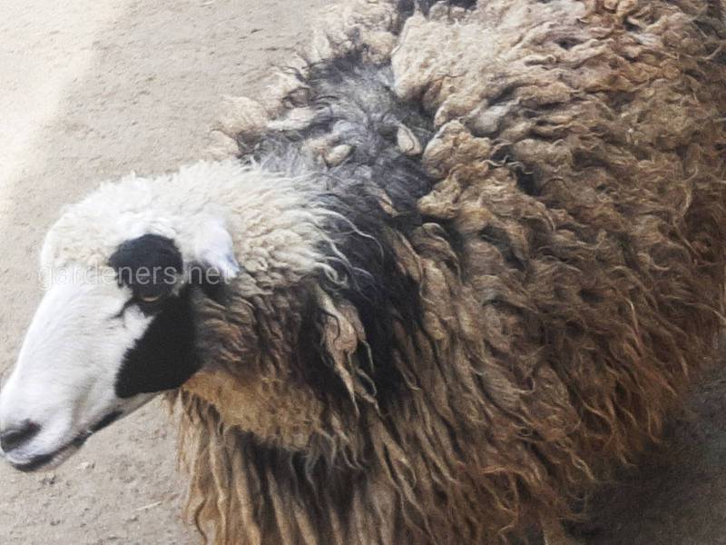 В чому переваги використання овечої шерсті в якості мульчі?