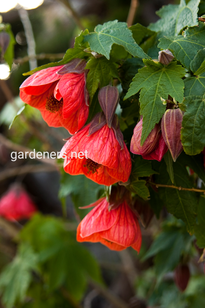 Abutilon х hybridum