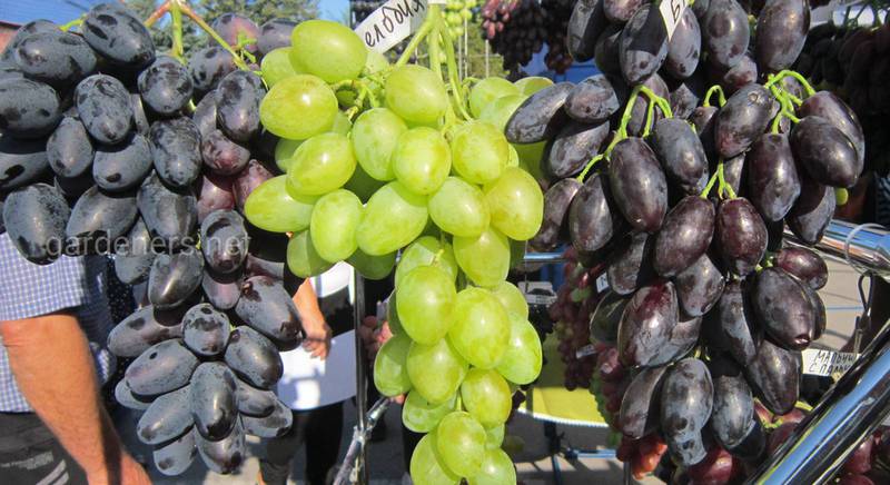 Як зміцнити здоров'я просто додавши в свій раціон виноград?