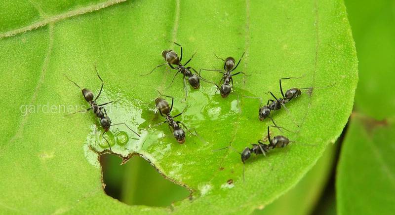 Стоит ли бороться с муравьями: 10 химических средств и дюжина народных препаратов