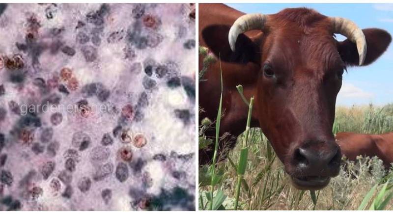 Криптоспоридіоз - гостре інфекційне захворювання, джерелом зараження якого є домашні тварини та худоба