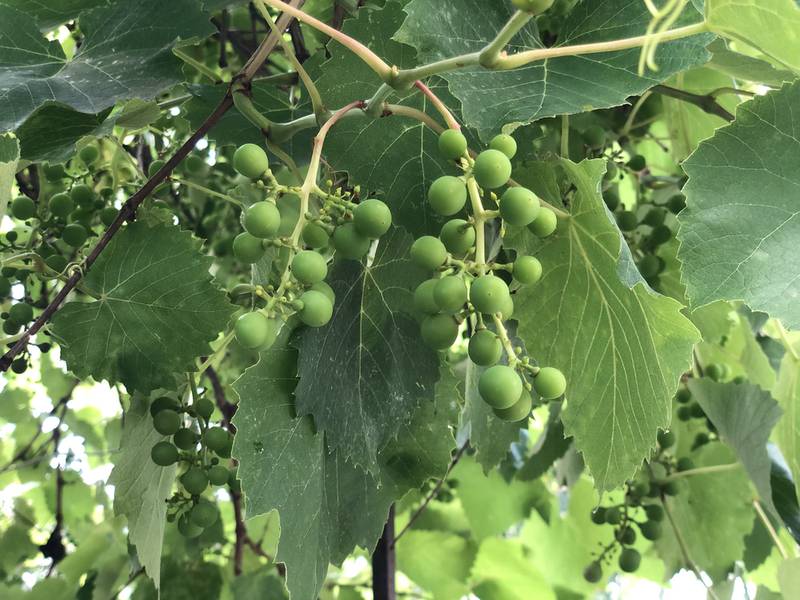Уход за виноградом в июле
