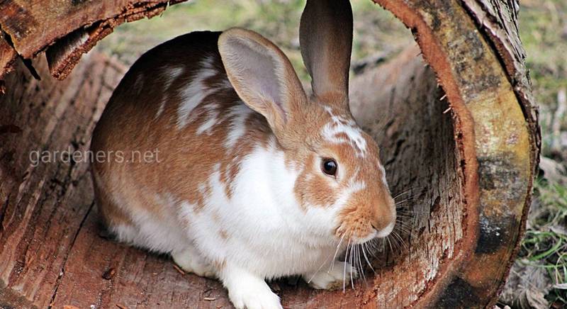 ТОП-6 основних відмінностей зайця від кролика