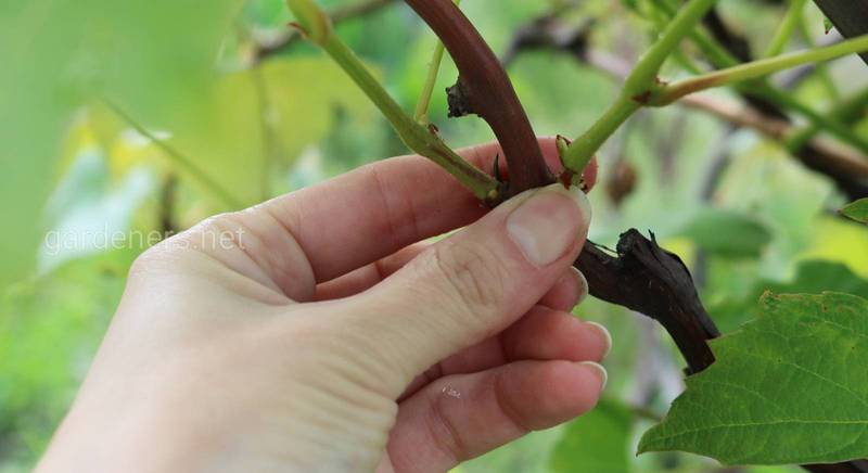 Как правильно формировать виноградные плети