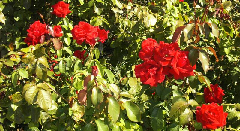 Вегетативное размножение роз