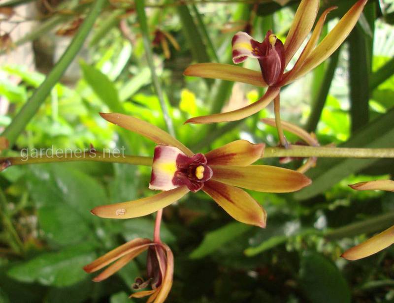 Орхідея Цимбідіум