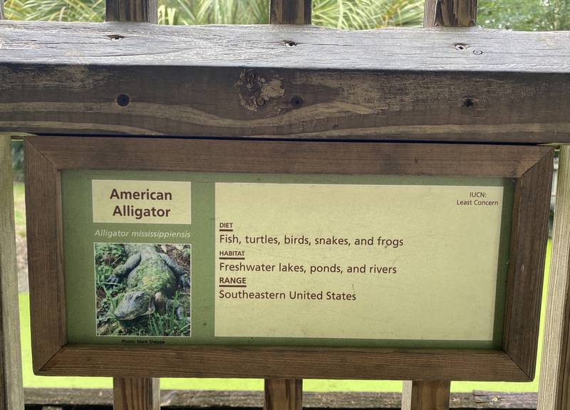 Американский аллигатор: чем питается, где живет?
