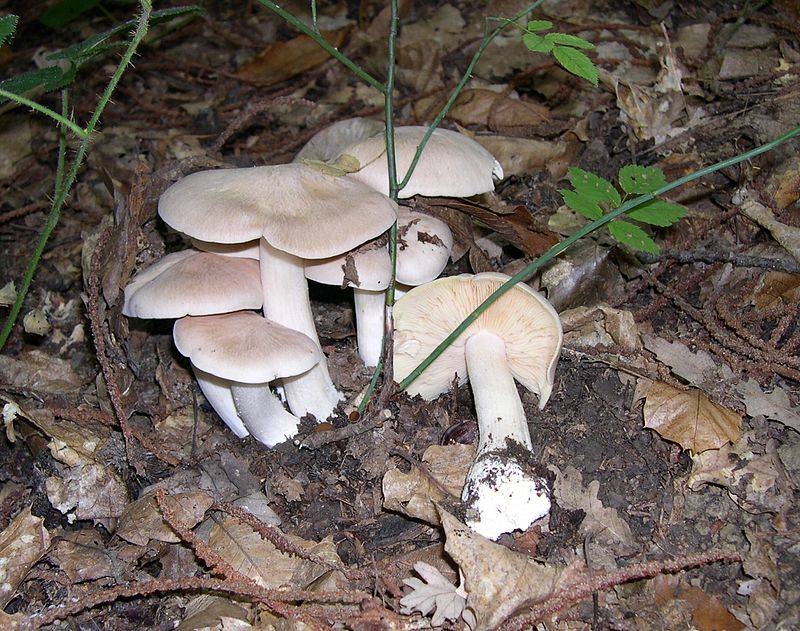 Энтолома ядовитая фото и описание гриба