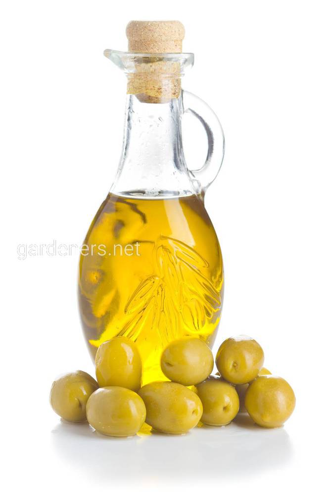 green-olives-and-olive-oil-62TNSQJ
