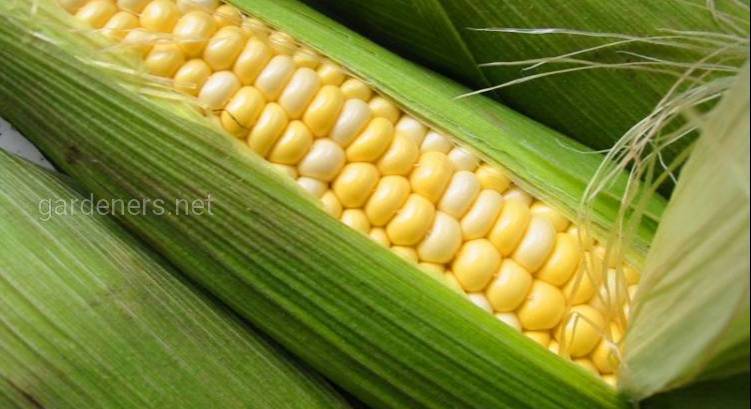 Генетична інженерія кукурудзи! Кукурудза з білком, який міститься в м’ясі?