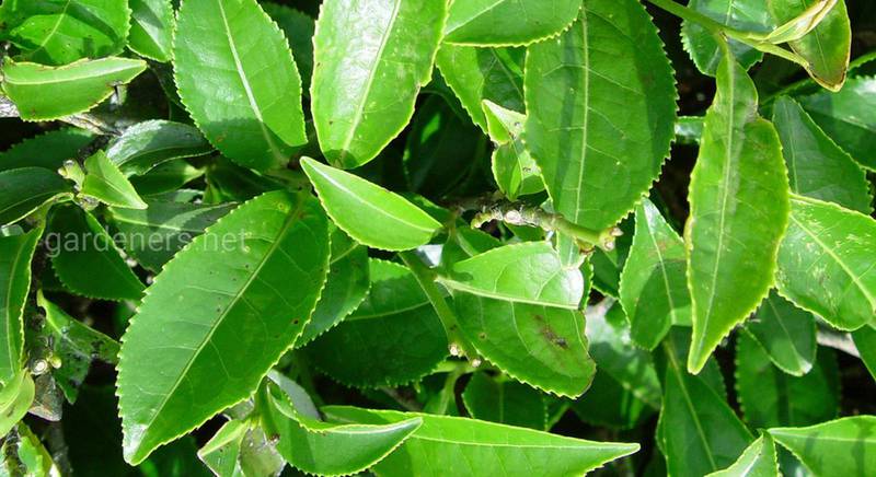 Чайное дерево - растение, сильнее антибиотиков