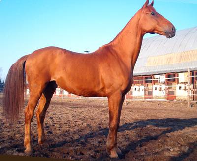 Йомудская лошадь