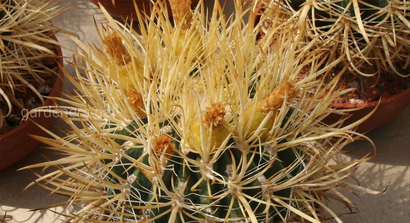 Ферокактус: топ найбільш поширених видів бочкоподібного кактуса з барвистими квітами