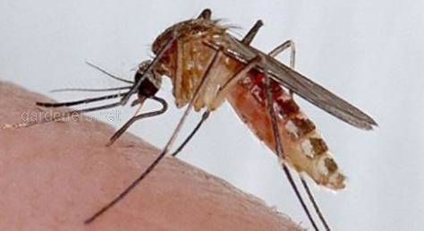 Комар, живущий по соседству - комар-пискун, достанет на любом этаже и даже зимой!