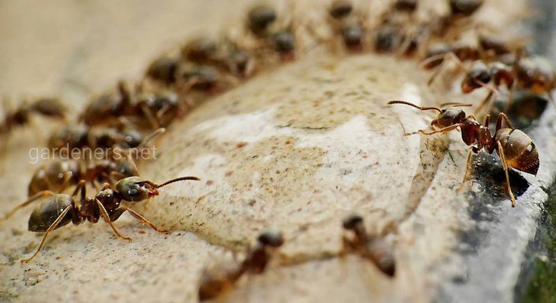 ТОП 5 народных и 9 химических средств для борьбы с муравьями в доме