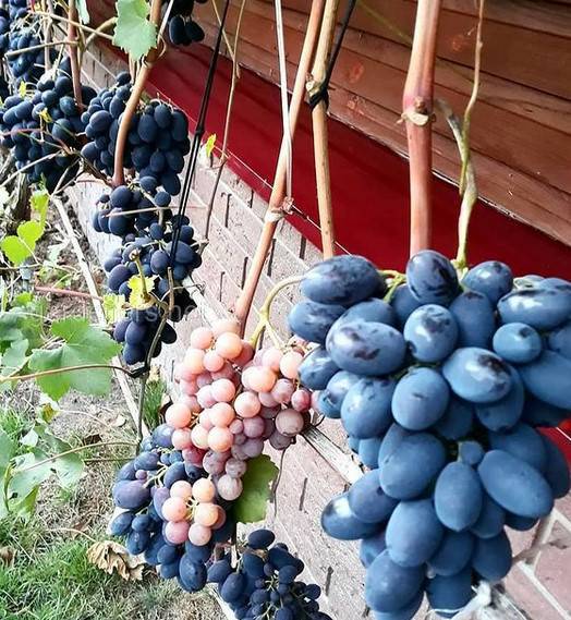 Збір винограду для вигодування вина 