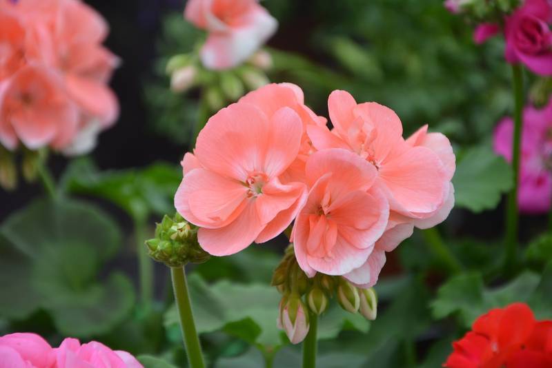 Пеларгония 