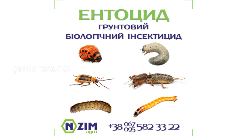 Энтоцид ENZIM - Почвенный инсектицид